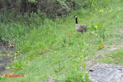 Canadese ganzenfamilie.